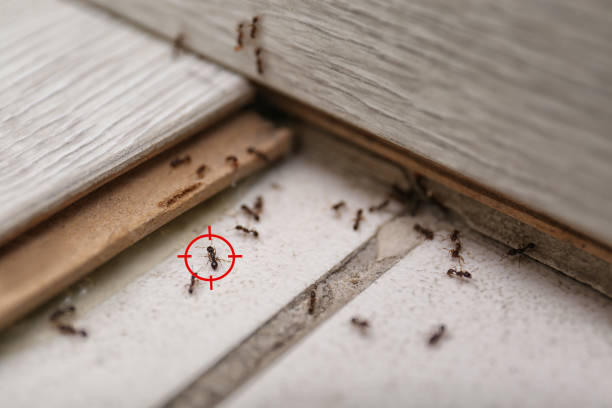 Best Pest Removal Services  in Perrysburg, OH
