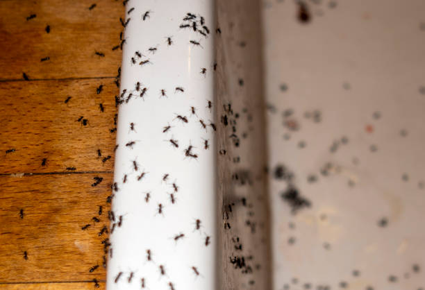 Best Bed Bug Extermination  in Perrysburg, OH