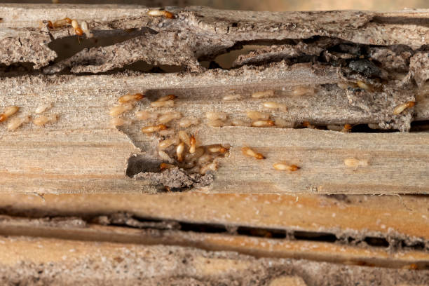 Best Termite Control Services  in Perrysburg, OH